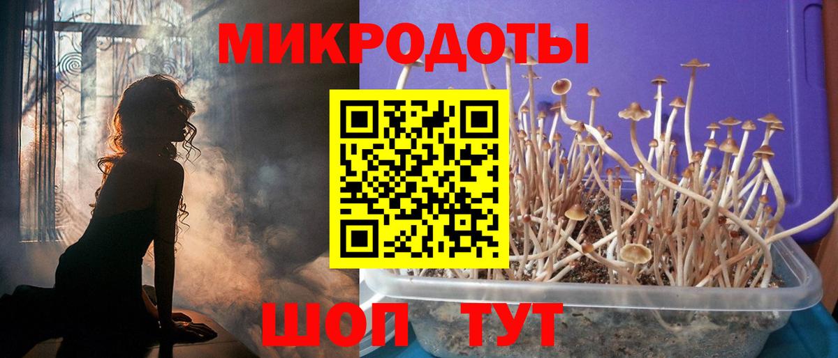 Псилоцибиновые грибы Psilocybine cubensis Ялта